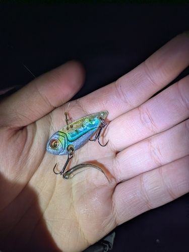 オイカワの釣果