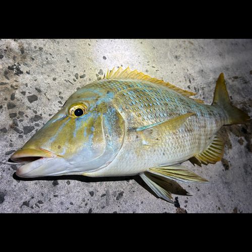 ハマフエフキの釣果