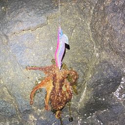 ak0213 さんの 2026年03月11日のタコの釣り・釣果情報(宮崎県 - 細島