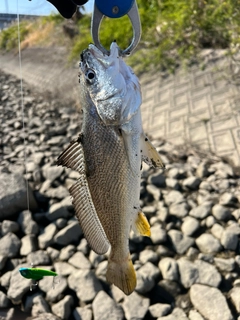 イシモチの釣果