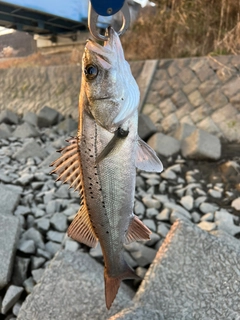 セイゴ（タイリクスズキ）の釣果