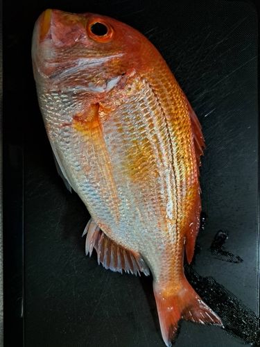 レンコダイの釣果