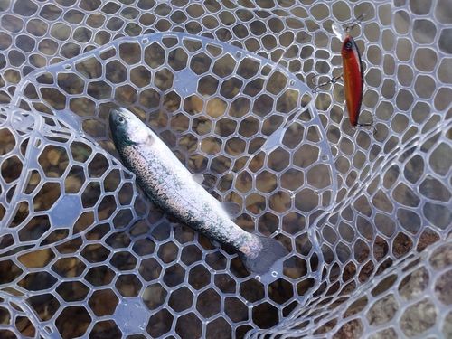 ニジマスの釣果