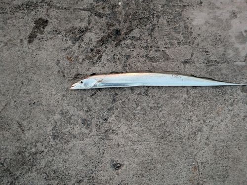 タチウオの釣果