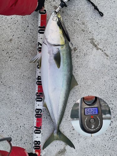 ブリの釣果