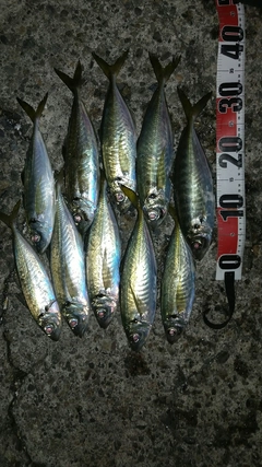 アジの釣果