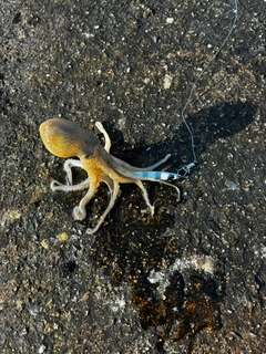 タコの釣果