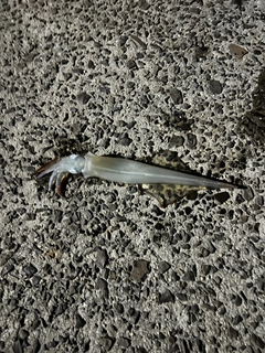 ヤリイカの釣果