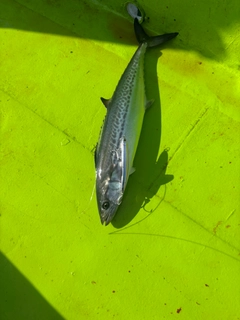 サゴシの釣果