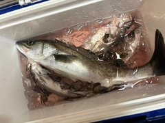 フッコ（マルスズキ）の釣果