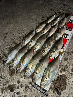 アジの釣果