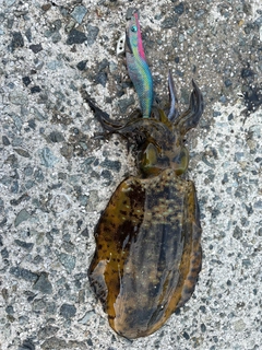 アオリイカの釣果