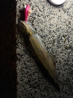 ヤリイカの釣果