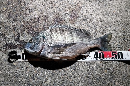 クロダイの釣果