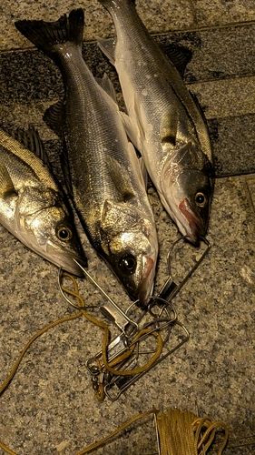 シーバスの釣果