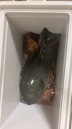 グレの釣果