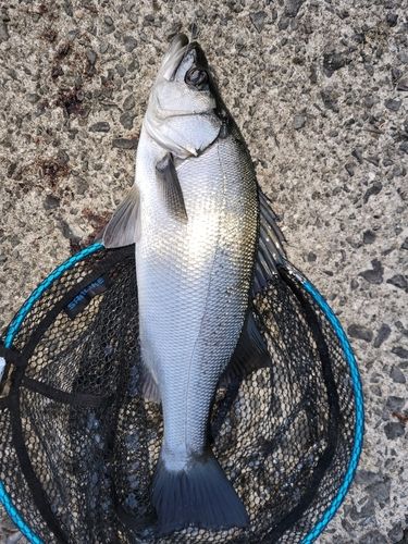 ヒラスズキの釣果