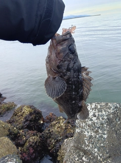 クロソイの釣果