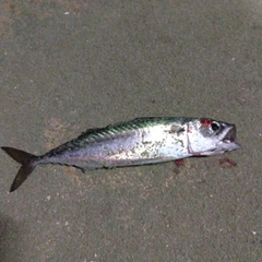 サバの釣果