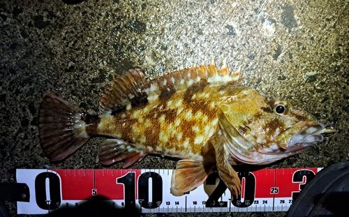 カサゴの釣果