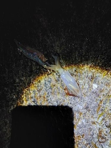 イカの釣果