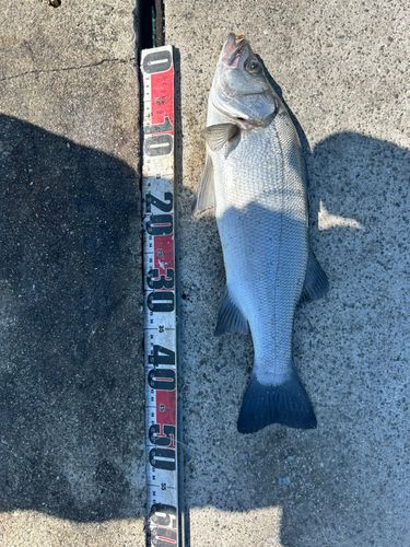 セイゴ（ヒラスズキ）の釣果