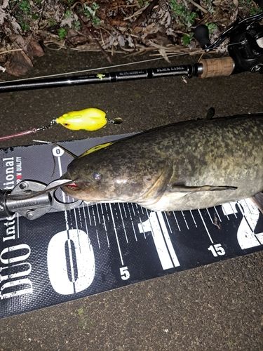 ナマズの釣果