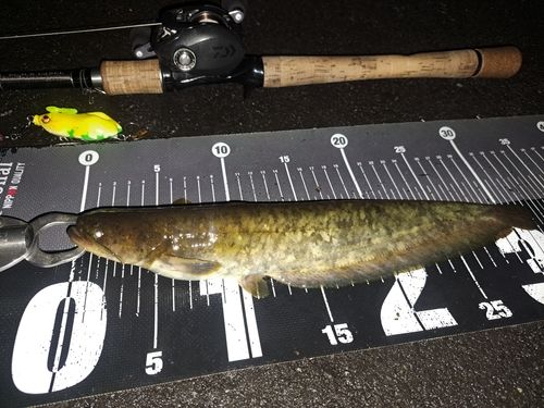 ナマズの釣果