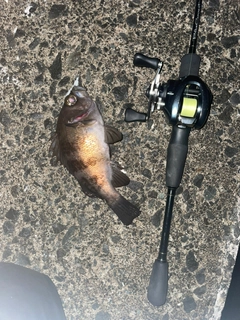 シロメバルの釣果