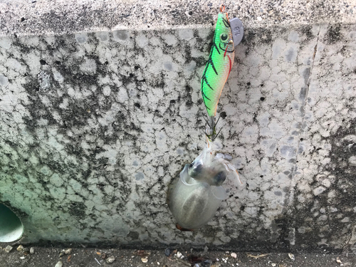 コウイカの釣果