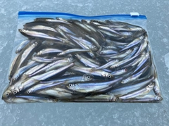 ワカサギの釣果