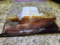 ヤリイカの釣果