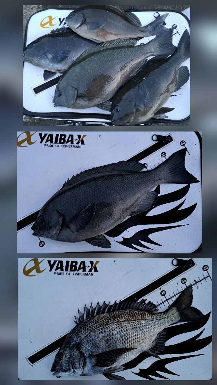 DAIWA 銀狼王牙 AGS 2020年モデルの最安値・インプレ・釣果 | 本音の