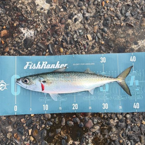 サバの釣果