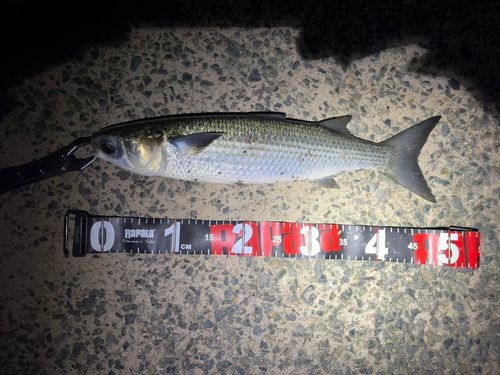 ボラの釣果