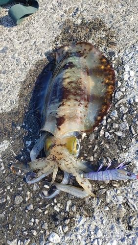 アオリイカの釣果