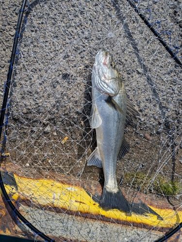 ハネ（マルスズキ）の釣果