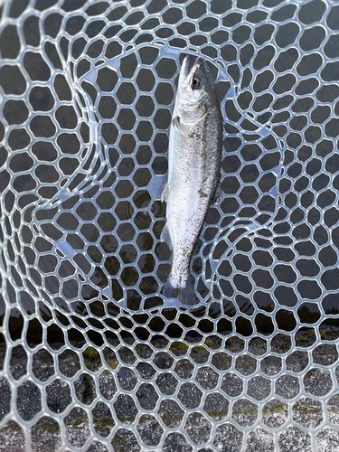 ニジマスの釣果