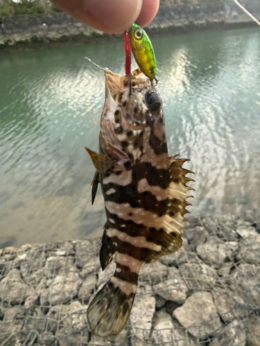 ヤイトハタの釣果