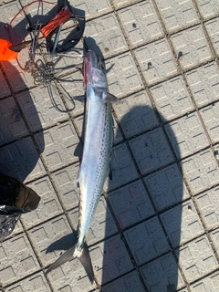 サゴシの釣果