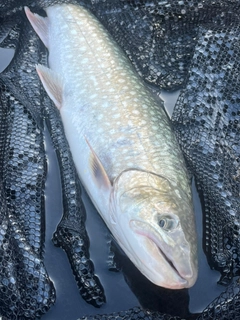 アメマスの釣果
