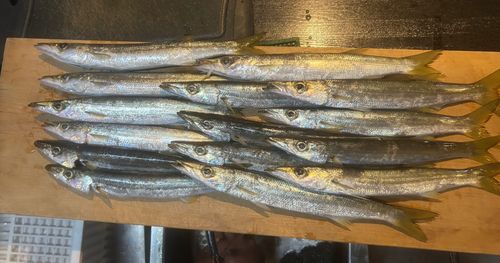 カマスの釣果