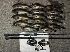 メバルの釣果