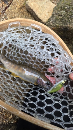 イワナの釣果