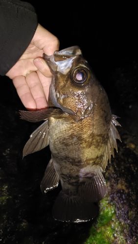 アカメバルの釣果
