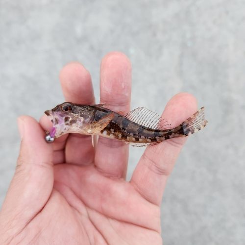 アナハゼの釣果