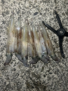ヤリイカの釣果