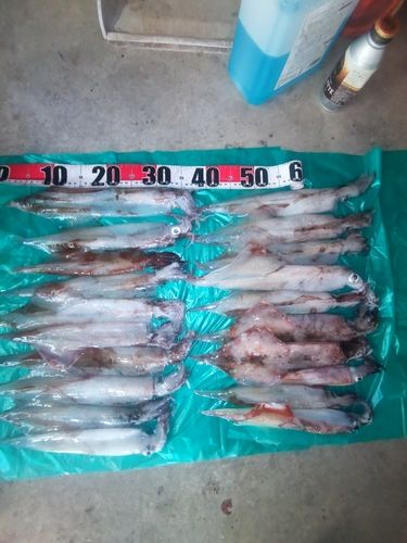 ヤリイカの釣果