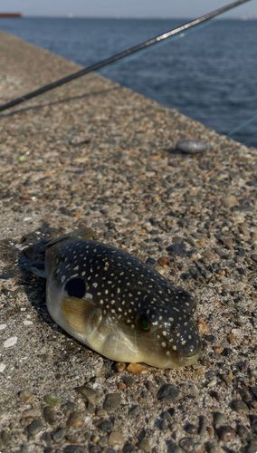 フグの釣果