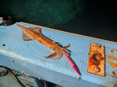 ヤリイカの釣果